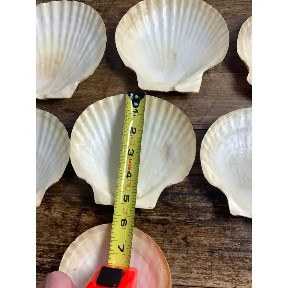 Mid Century Natural Shell Appetizer Plates set of 7